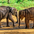 Udawalawe - Elephant Transit Home